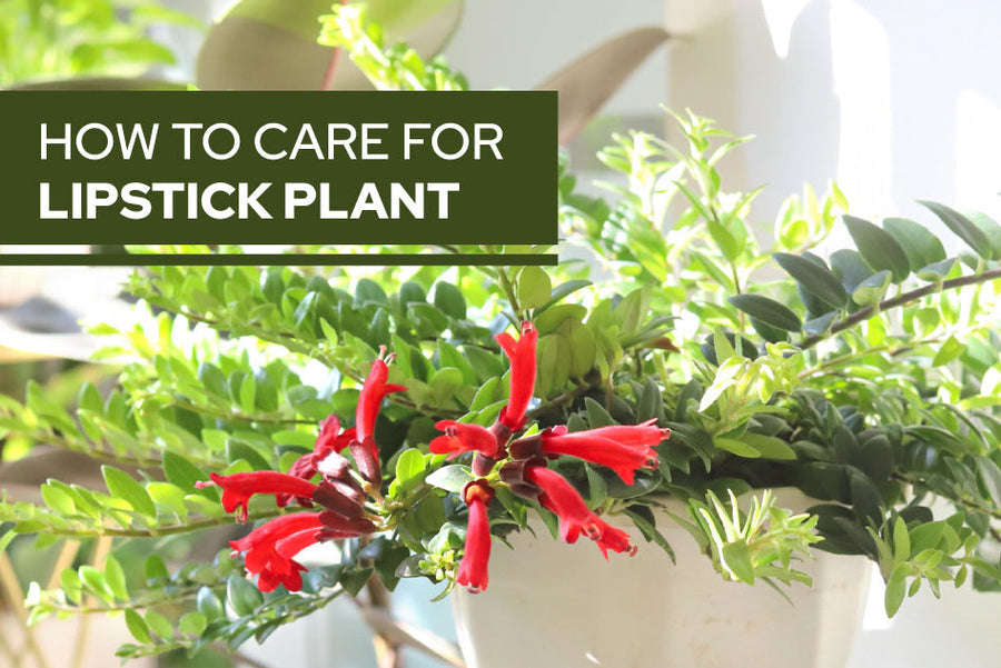 How to care for Lipstick plant