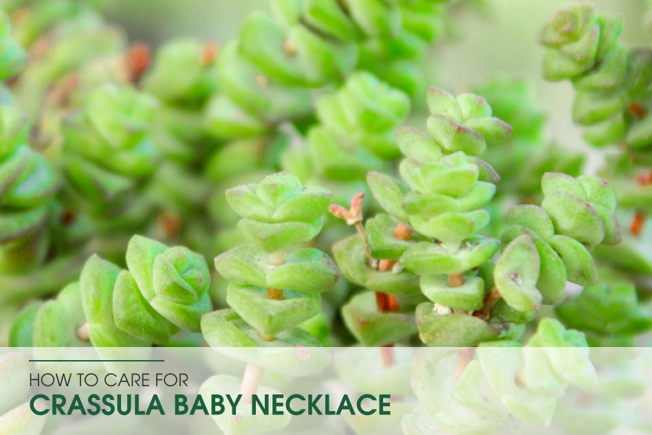 How to care for Crassula Baby Necklace, Crassula Baby Necklace Succulent, Crassula Baby Necklace Caring, How to grow Crassula Baby Necklace, Crassula Baby Necklace Plant for sale, Crassula Baby Necklace Watering, Types of Crassula Succulents