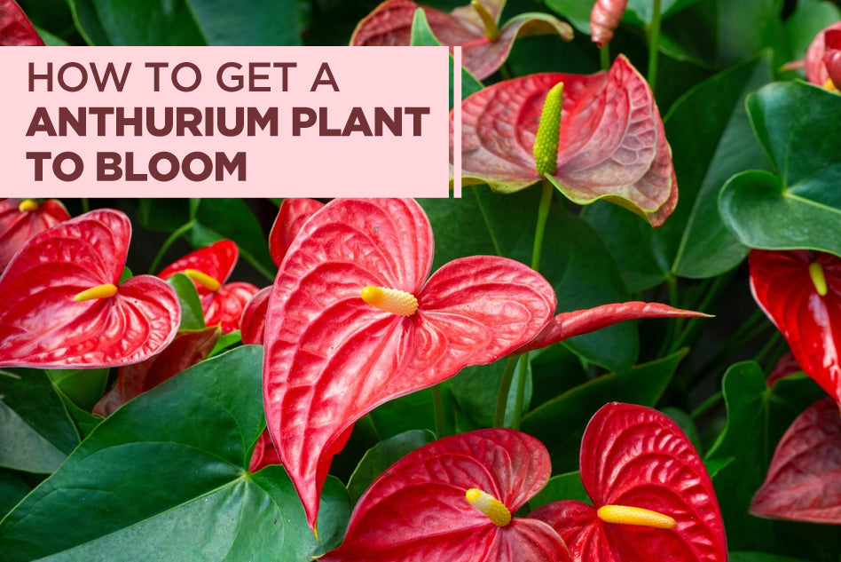 How to Get an Anthurium Plant to Bloom