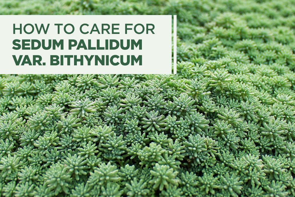 How to Care for Sedum pallidum var. bithynicum