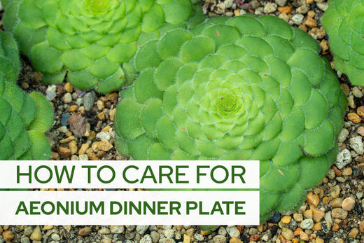 How to care for Aeonium Dinner Plate