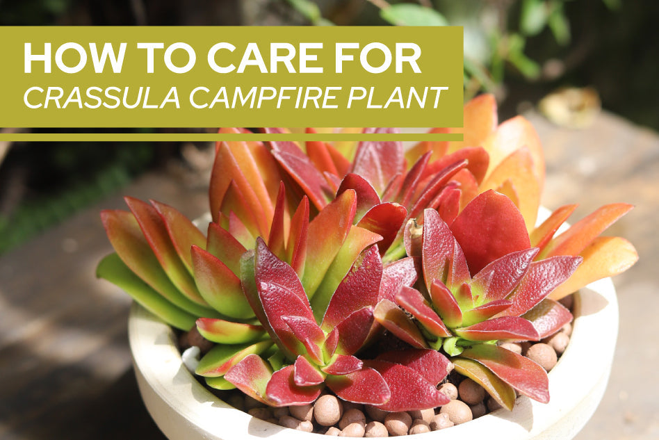How to care for Crassula Campfire Plant