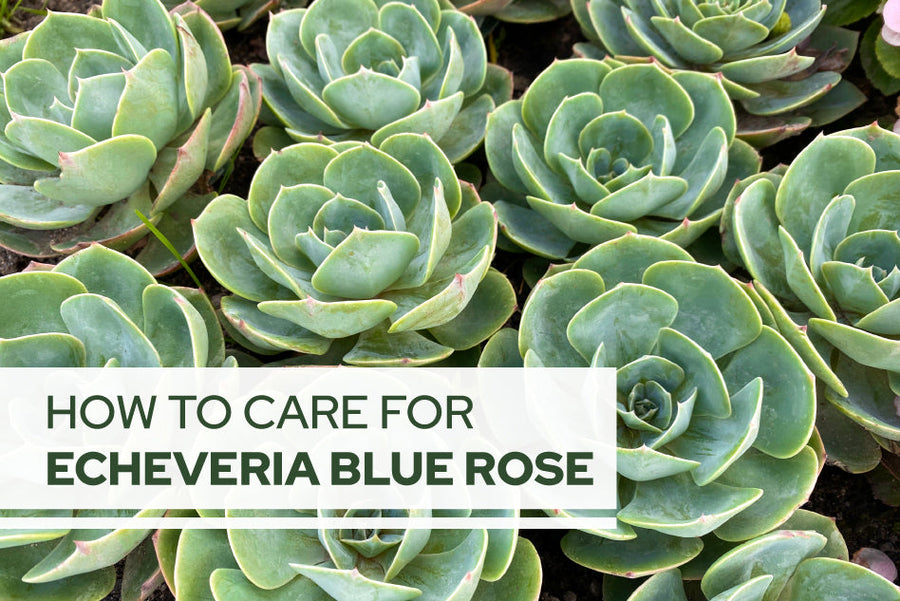 How to care for Echeveria Blue Rose