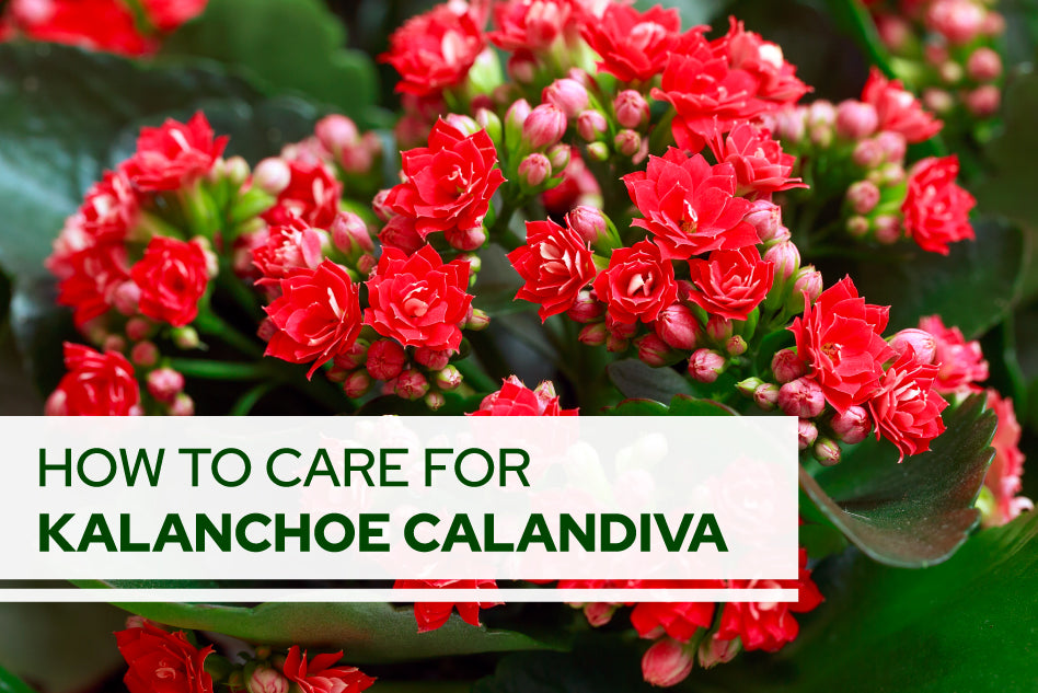 How to Care for Calandiva