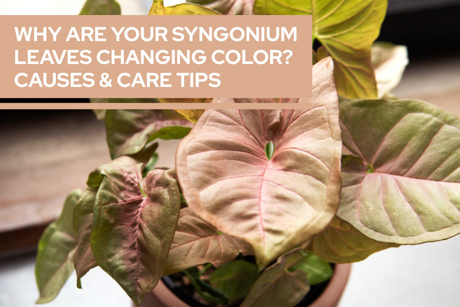 Why Are Your Syngonium Leaves Changing Color? Causes & Care Tips