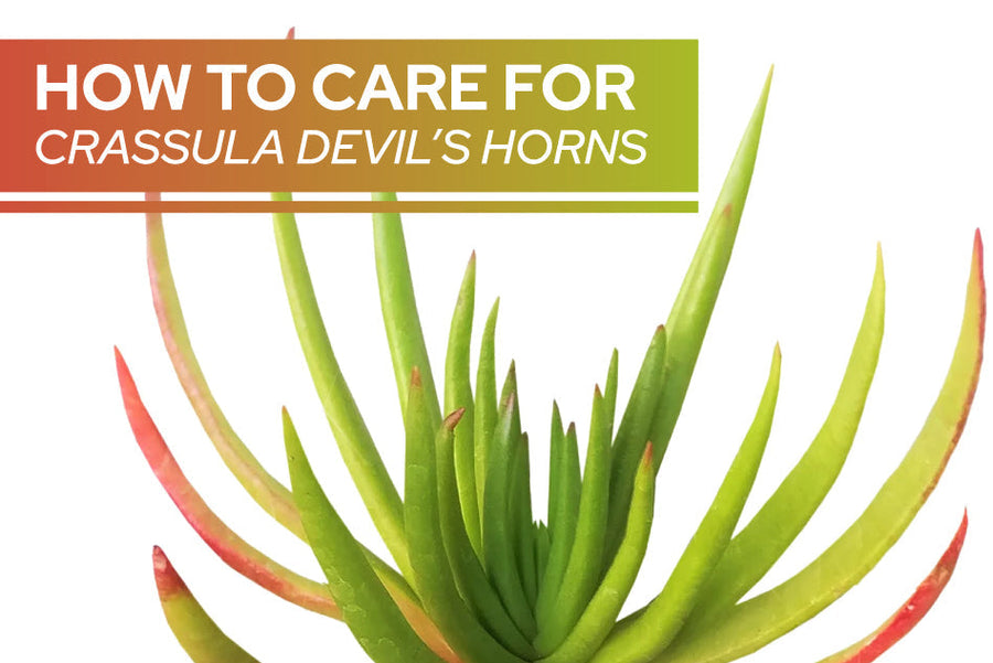 How to care for Crassula Devil’s Horns