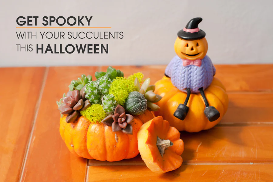 Get spooky with your succulents this Halloween, Halloween Succulent Arrangements, DIY Halloween Succulent Planters, Make a Succulent Pumpkin Centerpiece, Best Succulent Costume Ideas for Halloween, Succulent Trick or Treat, Best DIY Halloween Decor 2022