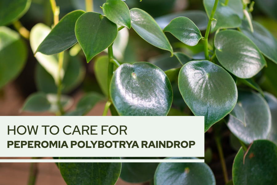 How to care for Peperomia polybotrya Raindrop