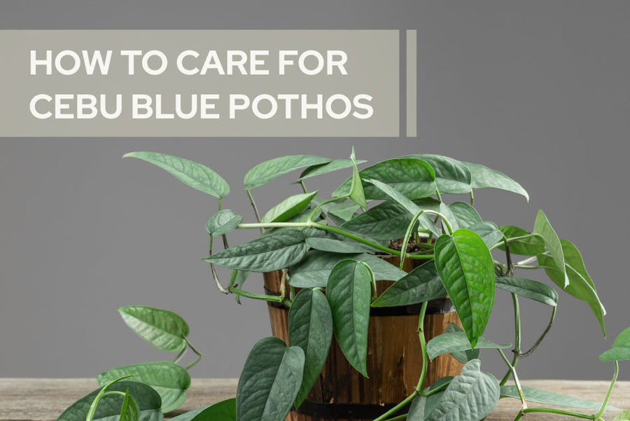 How to care for Cebu Blue Pothos