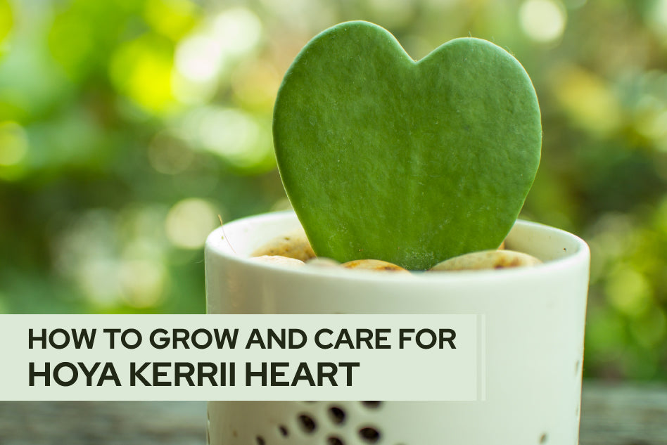 How to Care for Hoya Kerrii Heart, Plant Care Guide