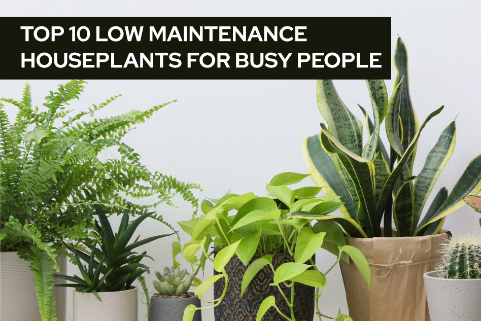 Top 10 Low Maintenance Houseplants for Busy People