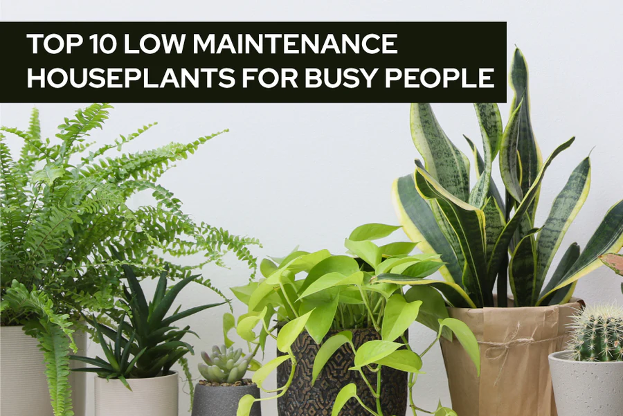 Top 10 Low Maintenance Houseplants for Busy People - Succulents Box