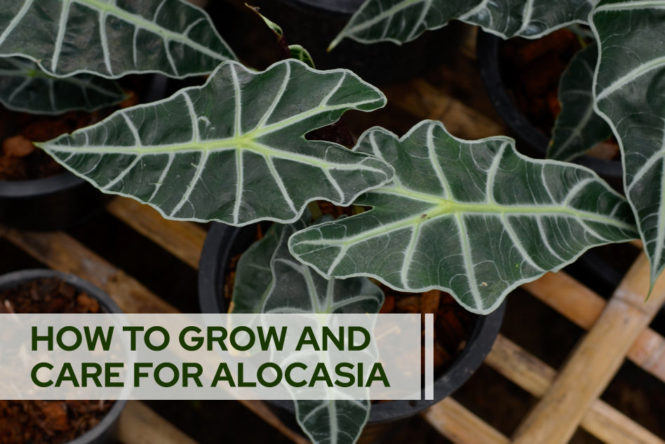 How to Grow and Care for Alocasia Plants