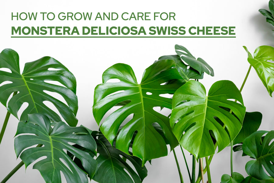 How to Grow and Care for Monstera deliciosa Swiss Cheese - Succulents Box
