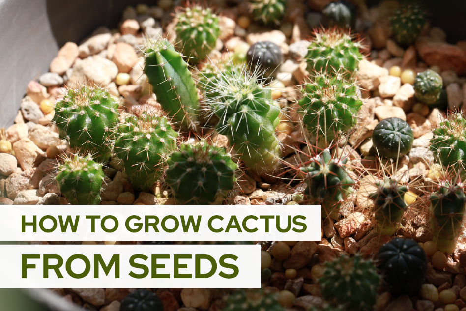 How to grow cactus from seeds