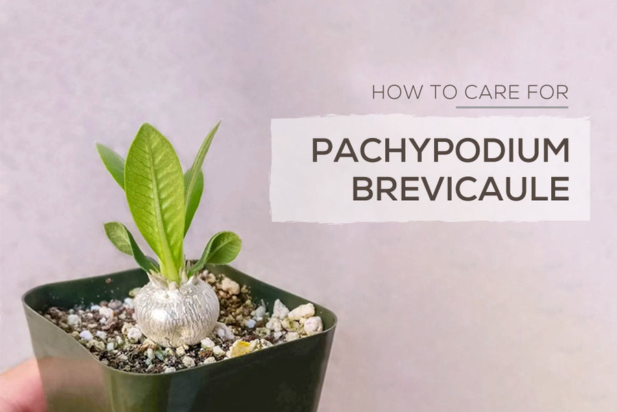 How to care for Pachypodium Brevicaule Succulent Plant, Pachypodium Brevicaule Care
