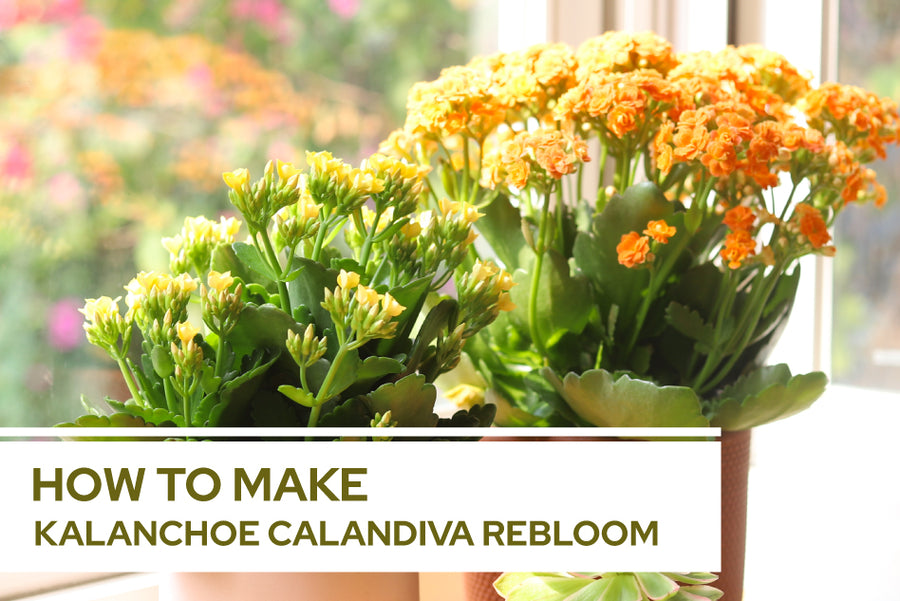 How to make Kalanchoe Calandiva rebloom