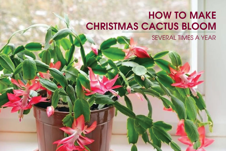 Christmas Cactus Blooming Bonanza: Unleash Multiple Blooms with These  Secret Tricks! - Succulents Box