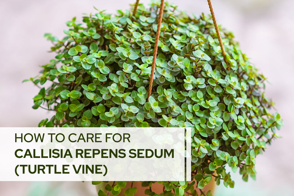 How to care for Callisia Repens Sedum (Turtle Vine)