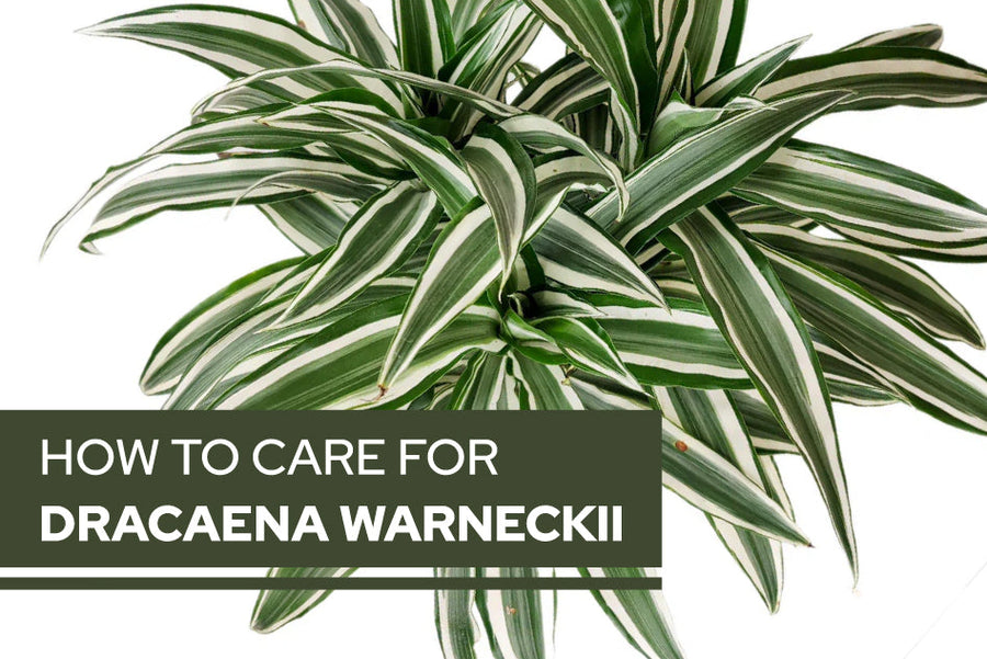 How to care for Dracaena Warneckii