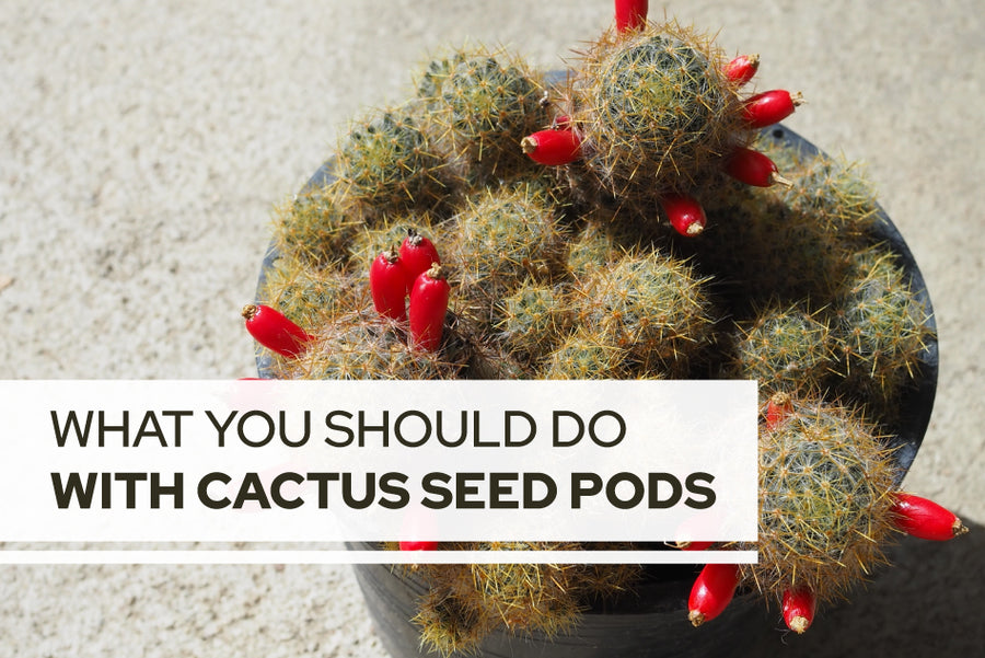 What you should do with cactus seed pods