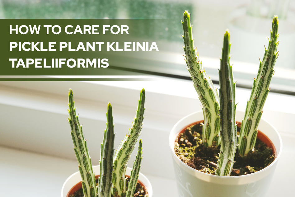How To Care For Pickle Plant Kleinia stapeliiformis