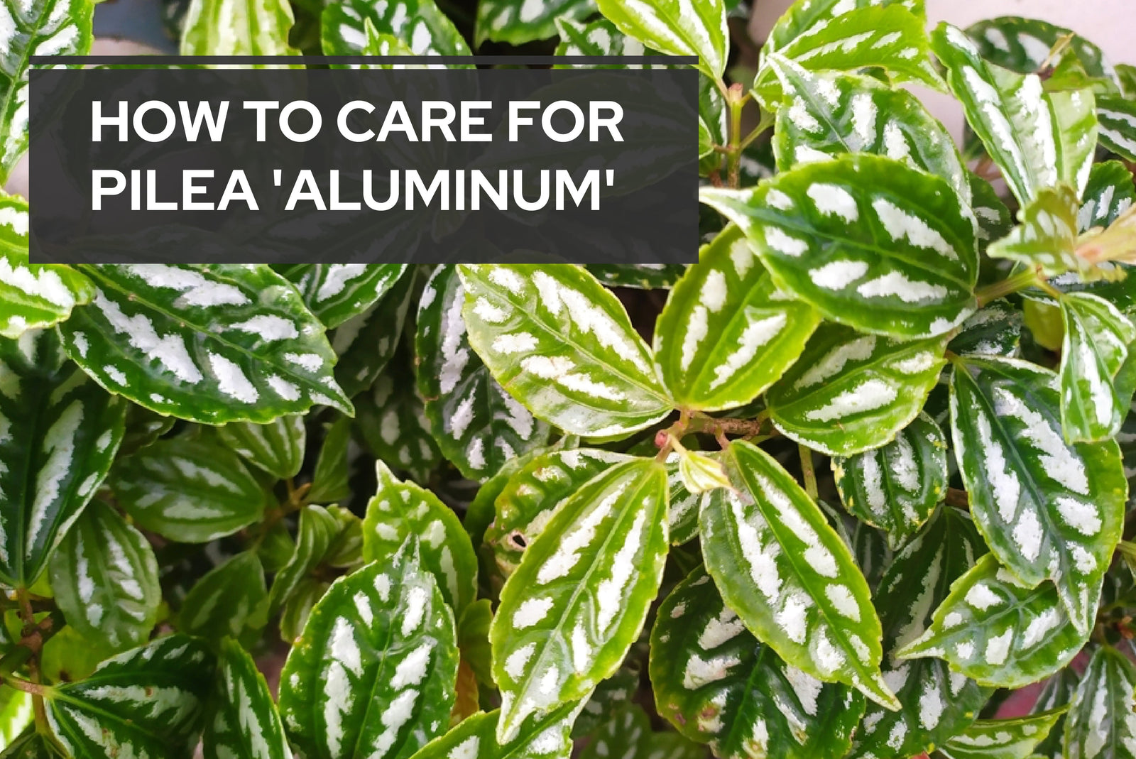 How to Care for Pilea 'Aluminum'