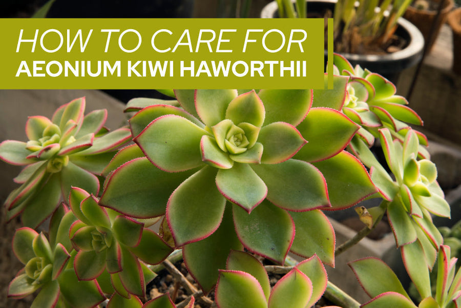 How to care for Aeonium Kiwi Haworthii