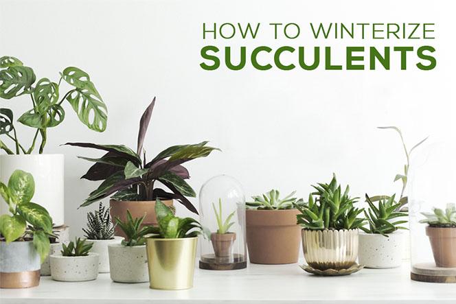 How to Prepare Your Succulents for Winter, Preparing and Caring for Succulents in Winter, Tips For Succulent Care During Winter, How to Winterize Succulents