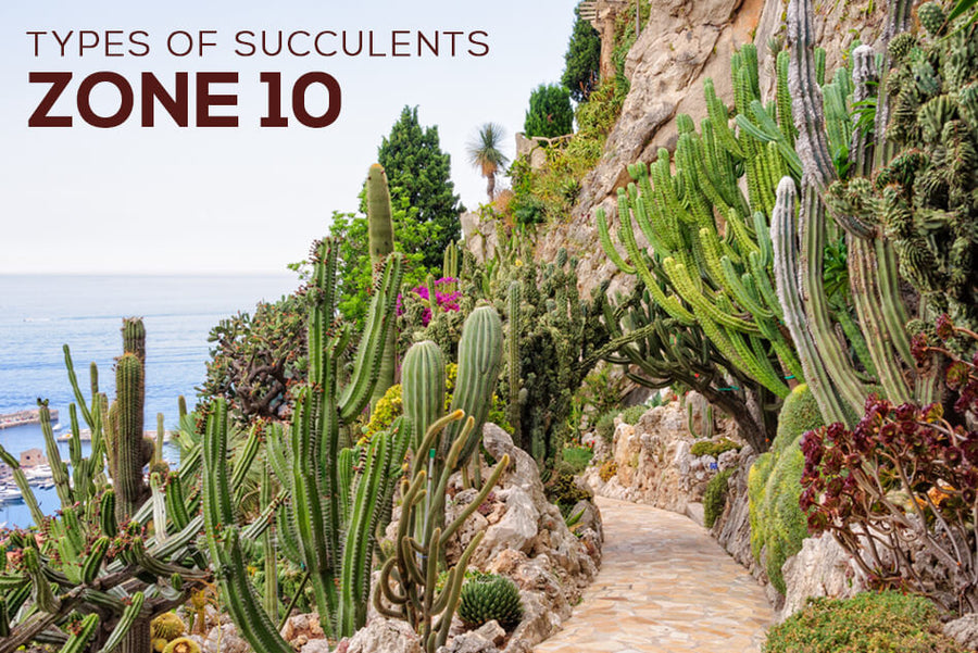Types of Succulents Zone 10, What succulents grow in Zone 10, Zone 10 plants, Can succulents grow in Zone 10, Succulents for Zone 10 with Pictures