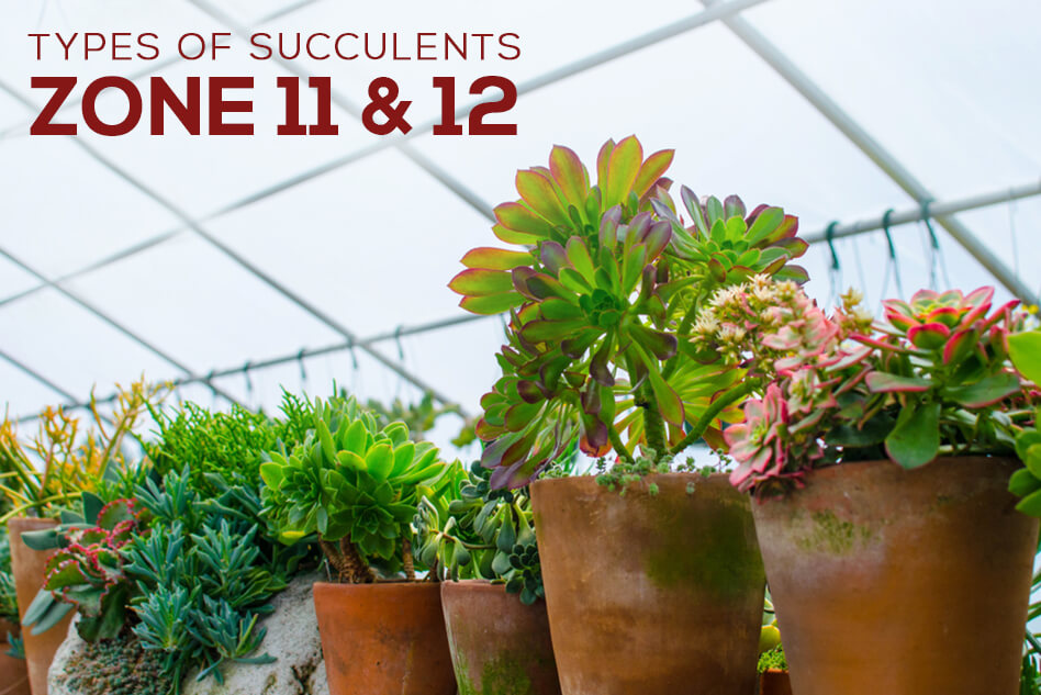 Types of Succulents for Zone 11 & 12 HAWAII AND PUERTO RICO