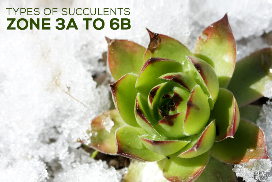 Types of Succulents Zone 3a to 6b, Hardiness Zone for Succulent Plants, Hardy Succulents, Cold Tolerant Succulent