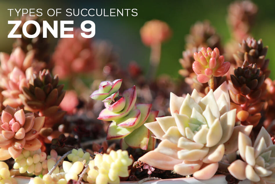 Types of Succulents Zone 9