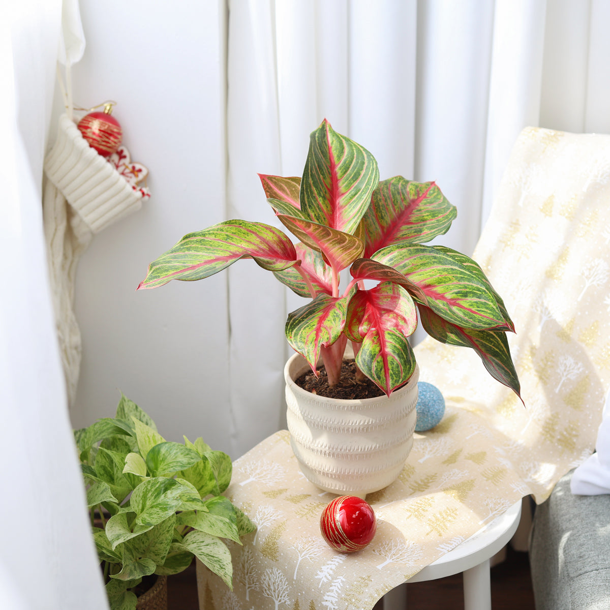 Best Plants For Beginners