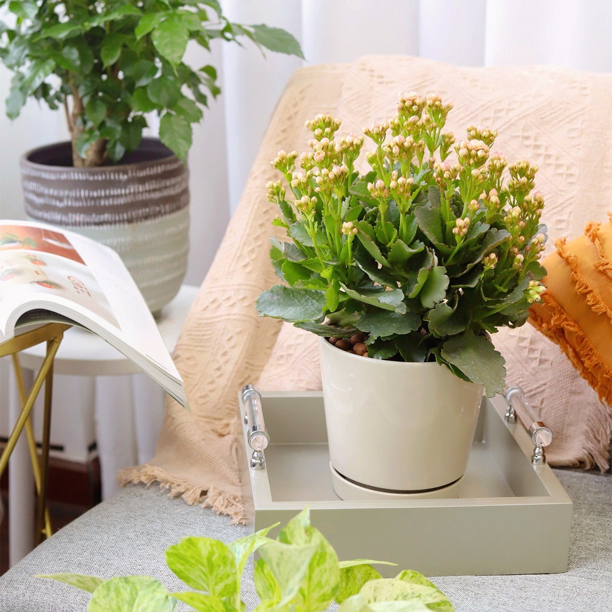 Flowering Houseplants