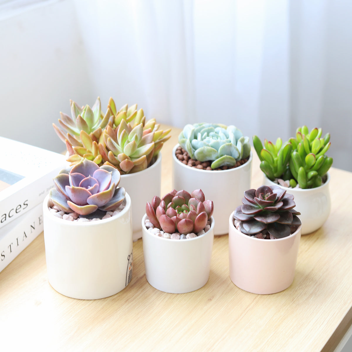 Best Seller Succulents