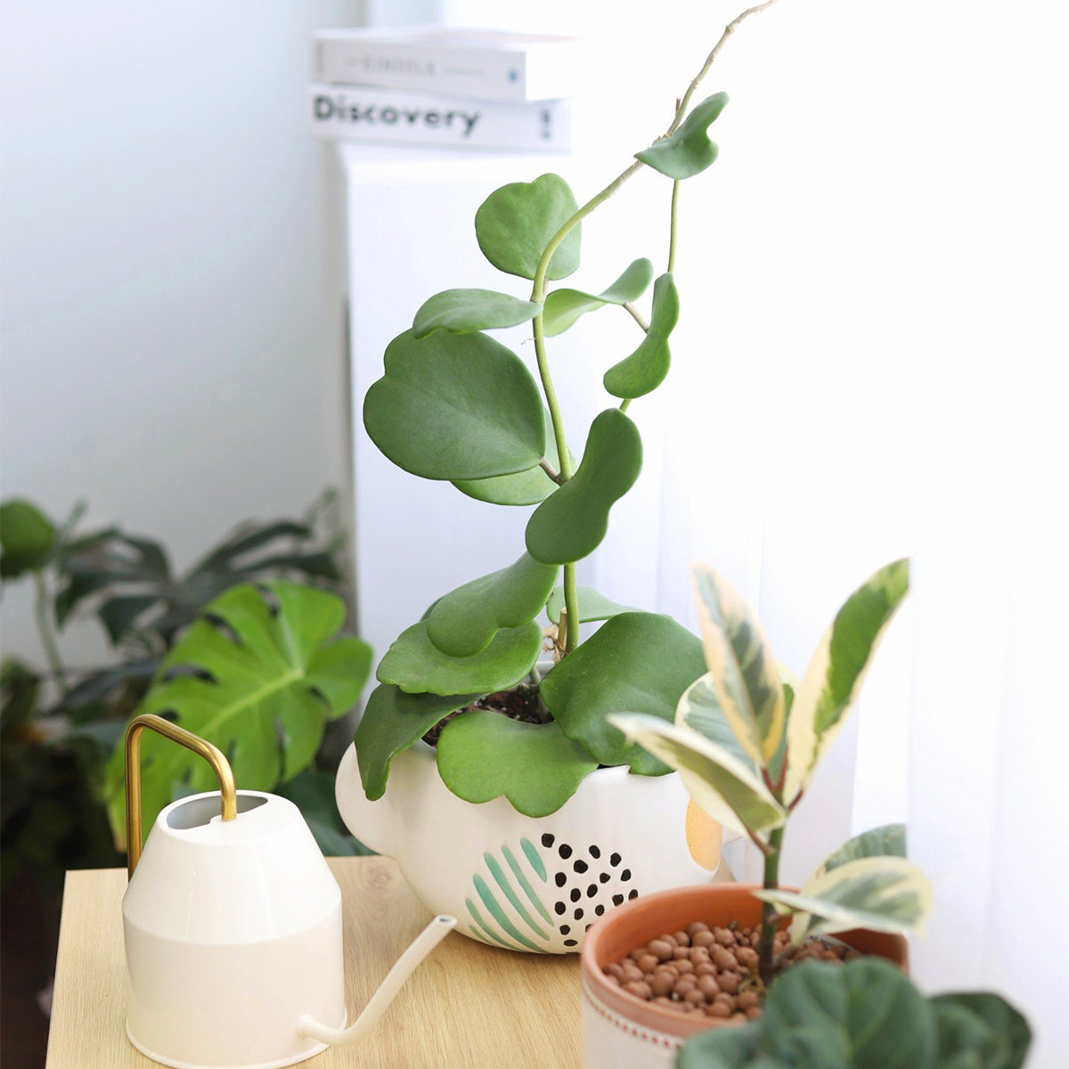 Pet friendly Houseplants