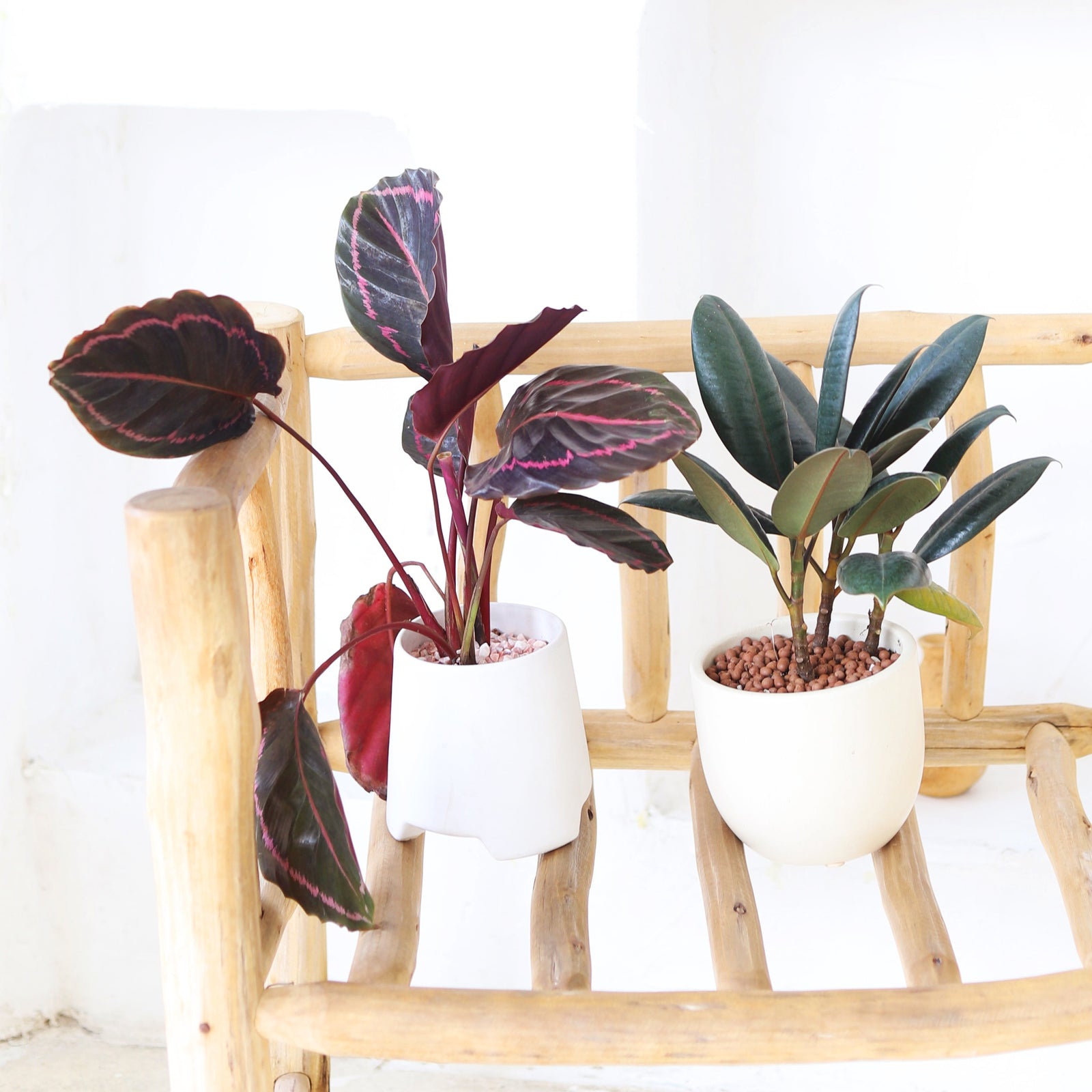 Air Purifying Houseplants