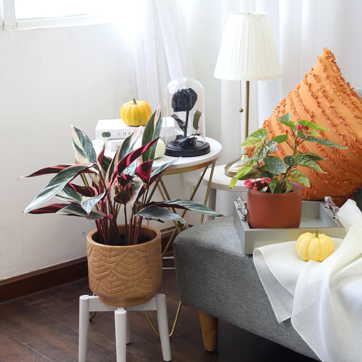 Looking-Good Houseplants