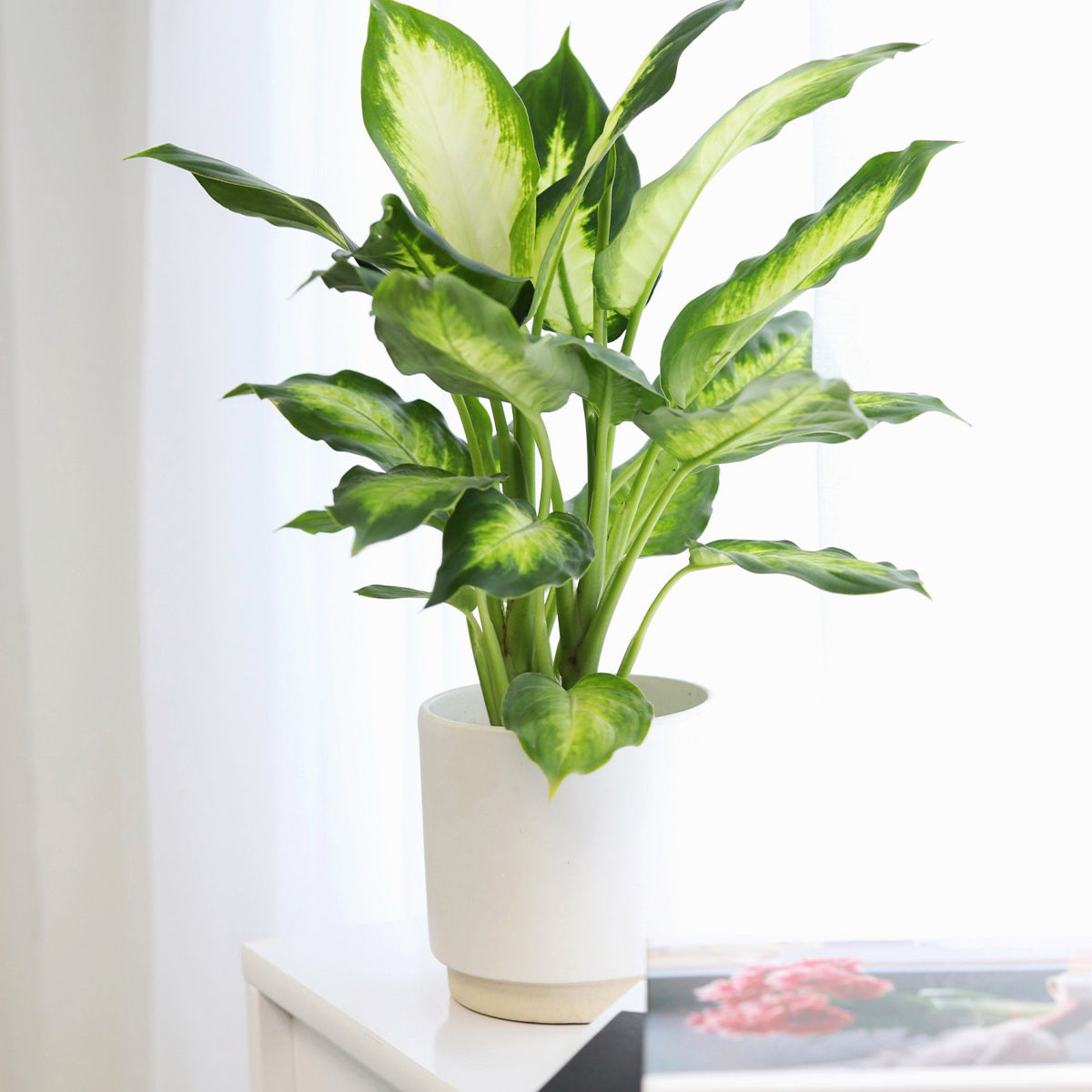 Dieffenbachia