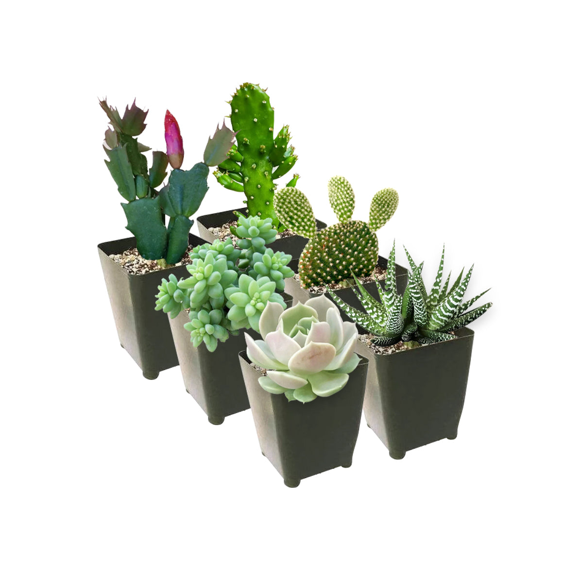 Pet-friendly Succulent