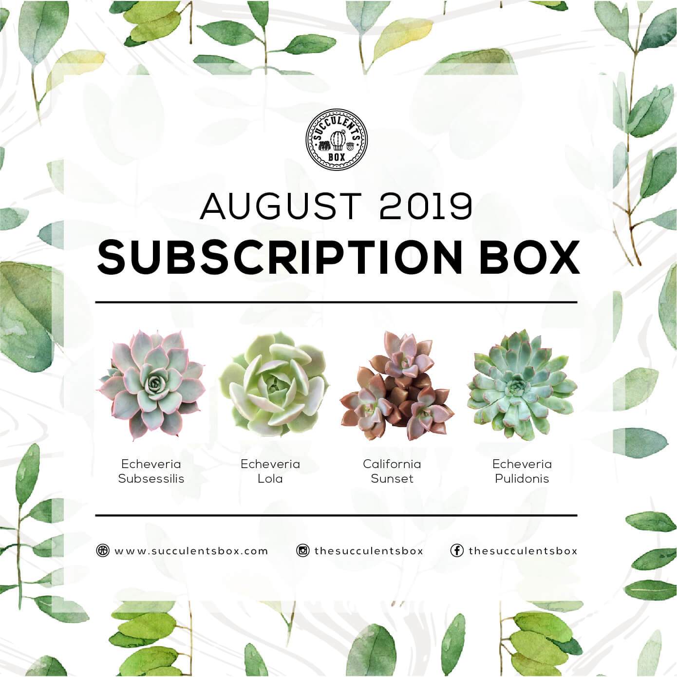 August Box 2019