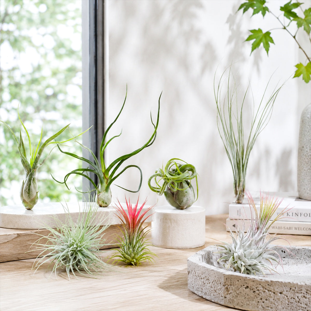 Airplant Packs
