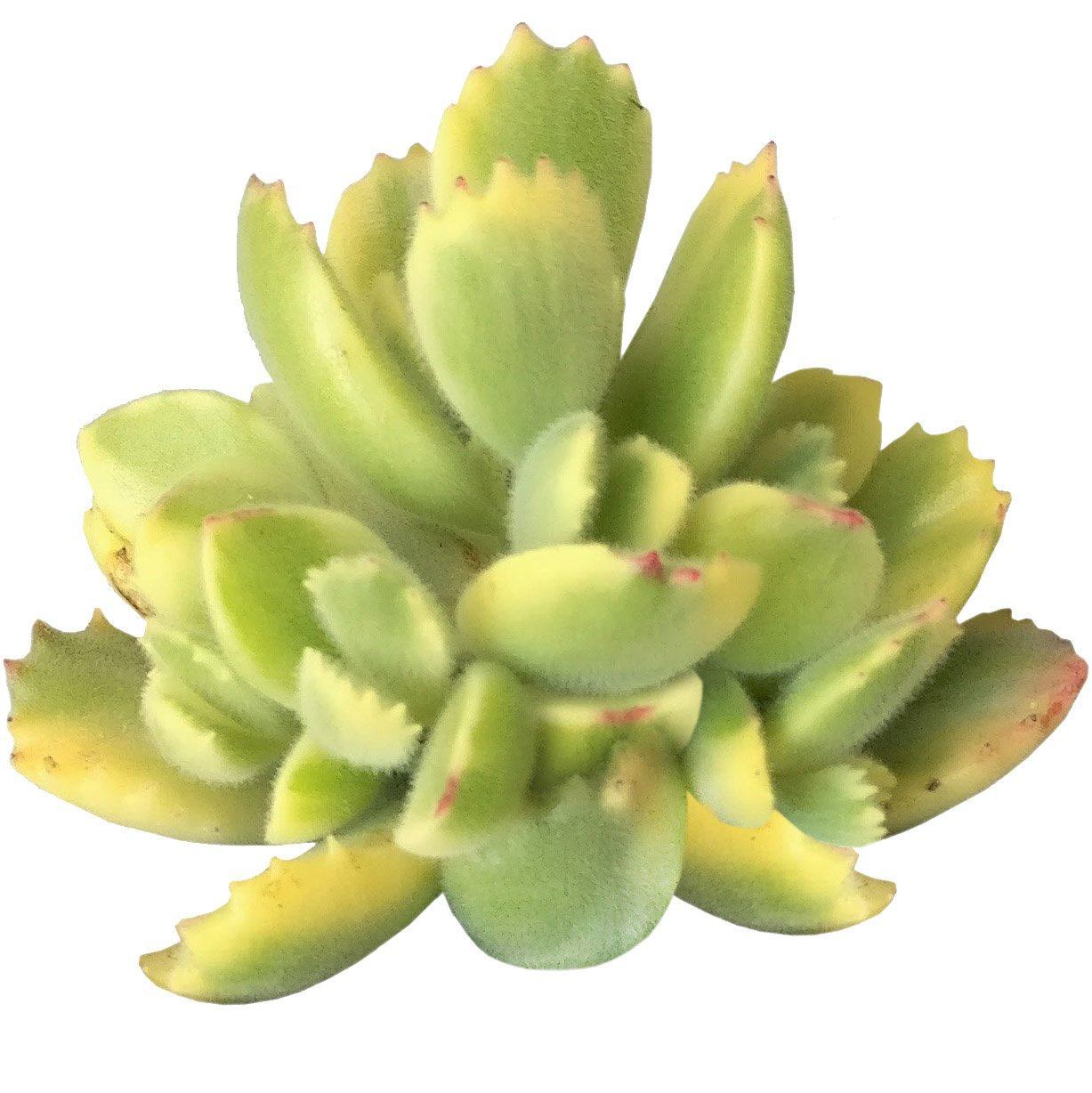 Cotyledon