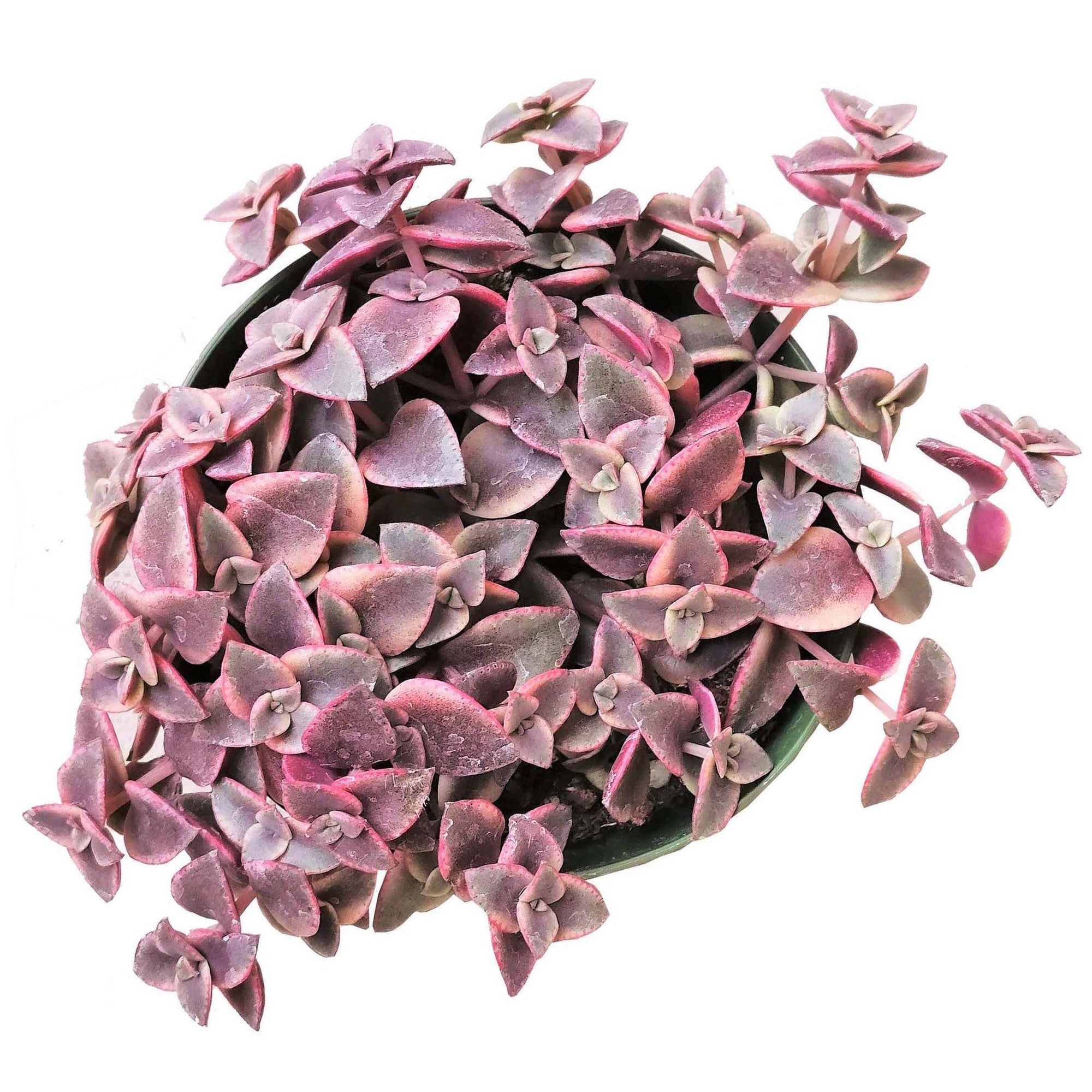 Crassula