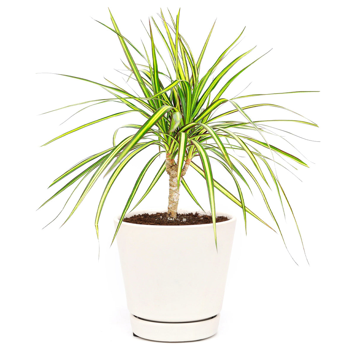 Dracaena
