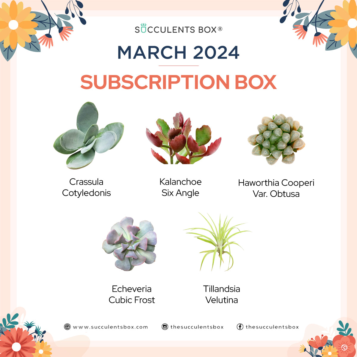 March 2024 Box