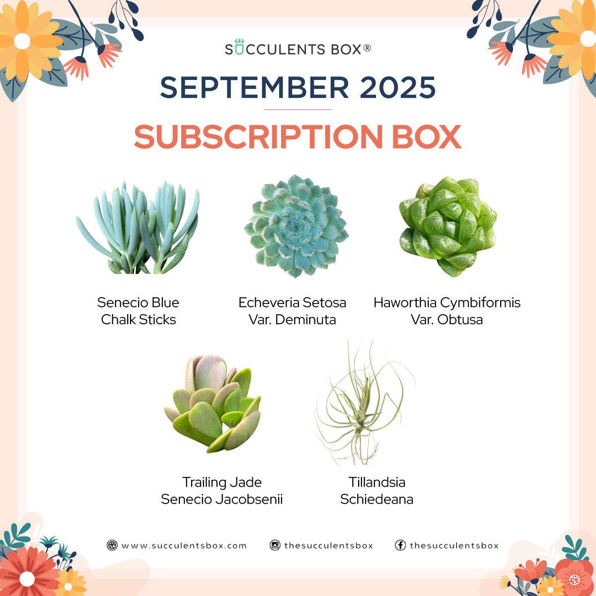 September 2025 Box