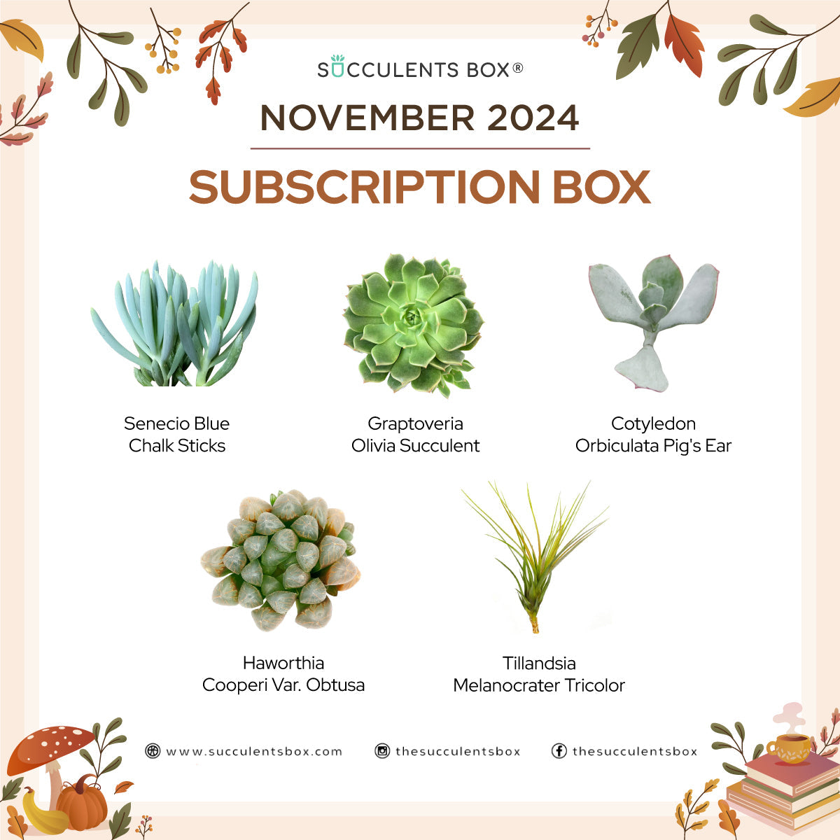 November 2024 Box