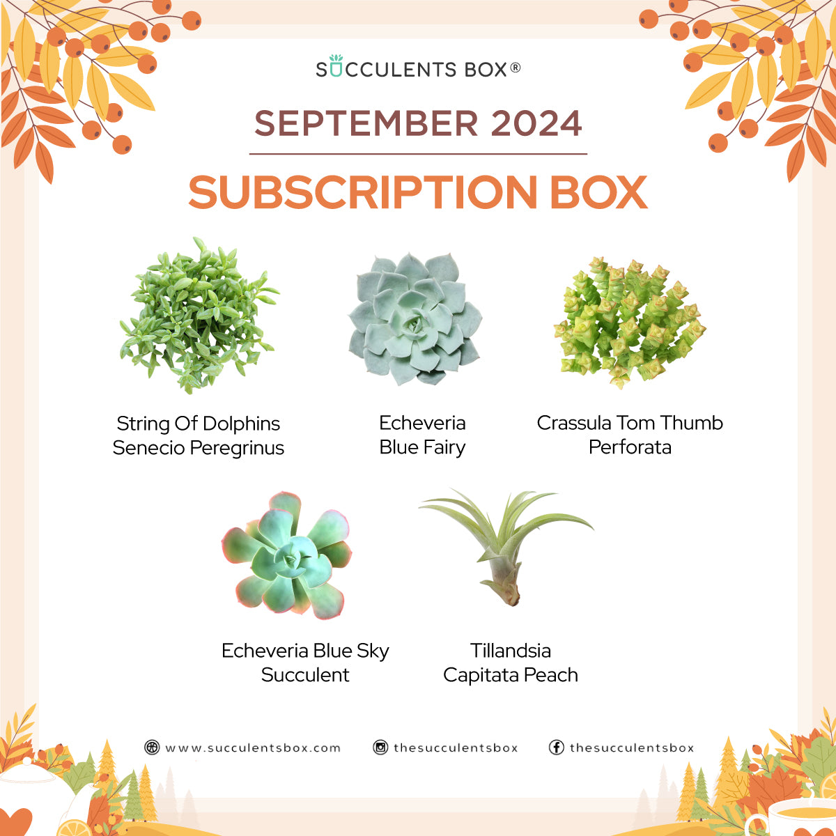 September 2024 Box